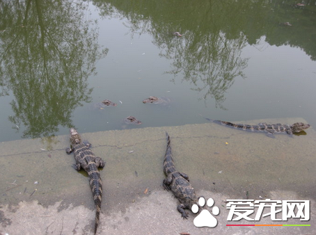 鳄魚是怎麼交配的 鳄魚不用征得對方同意