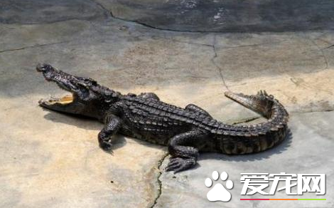 鳄魚怎麼養 幼體鳄對於水質要求比較高
