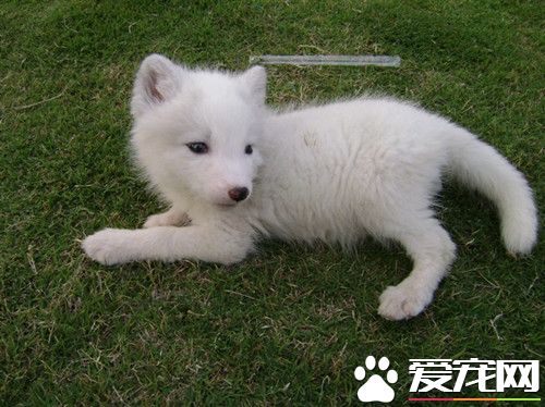 養狐狸要注意什麼 養寵物狐狸的注意事項