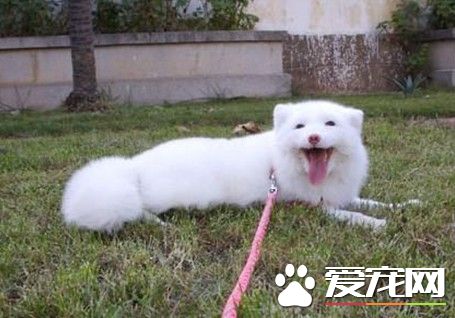 怎麼養寵物狐狸 寵物狐狸飼養注意事項