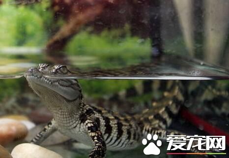 養鳄魚需要什麼 最好挑選40CM以上鳄魚