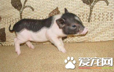 香豬怎麼喂養 小香豬喂食需要注意的事項