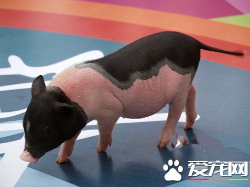 小香豬怎麼養 首先我們需要了解小香豬
