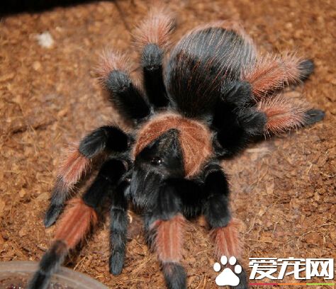 寵物蜘蛛的飼養 多加注意蜘蛛飼養環境