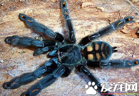 蜘蛛吃什麼害蟲 主要以蒼蠅蚊子為食物
