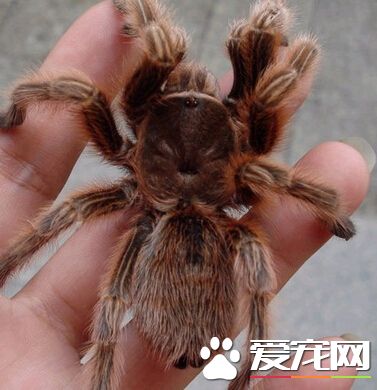 寵物蜘蛛怎麼養 寵物蜘蛛飼養注意事項