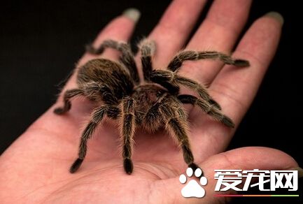寵物蜘蛛吃什麼 蜘蛛一般是以昆蟲為主