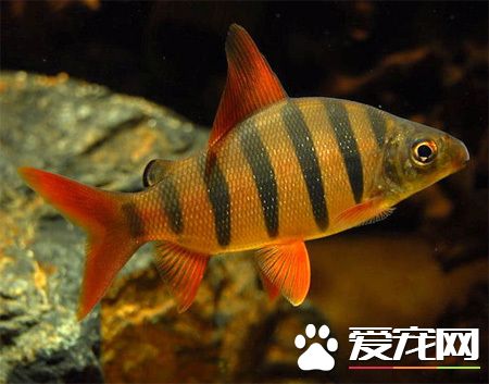 魚缸怎麼養魚 魚缸養魚需要注意的方法