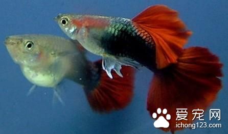 熱帶魚幾天換水 熱帶魚換水需要注意的事項