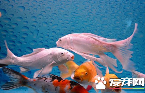 觀賞魚吃什麼好 觀賞魚餌料有哪些
