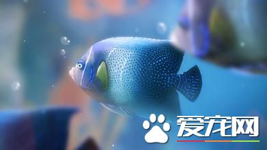 觀賞魚怎麼喂食 投喂餌料要適當不宜多