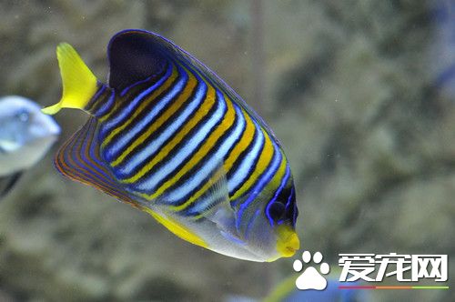 養觀賞魚的過濾方法 三種觀賞魚過濾的方法