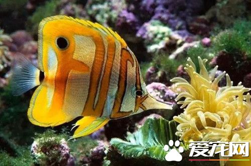 活性炭養魚怎麼用 活性炭養魚過濾的原理