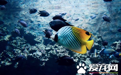 養魚用什麼過濾好 養金魚的過濾系統
