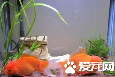 冬季養魚注意事項 冬天養金魚需要注意地方