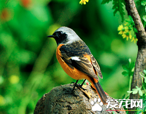 鳥都吃什麼 大多數鳥類是雜食的並不會挑揀