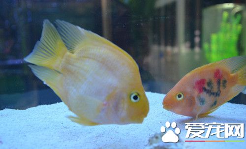 養魚的水混怎麼辦 快速解決家中魚缸水混方法
