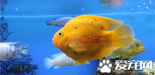 養魚的水需要曬嗎 養魚換水要先曬水