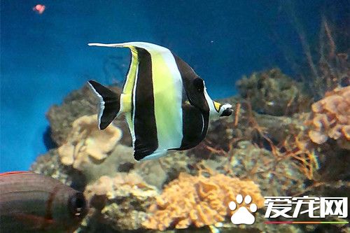 養魚養多少好 教你屬相風水養魚養幾條好