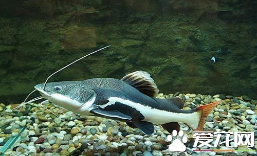 養魚的水質不好怎麼辦 調節養魚水質常見方法