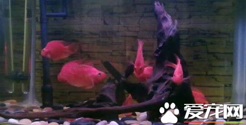 怎樣使養魚的水變清 使養魚的水變清注意事項