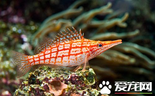 養魚的水要放幾天 養魚的水需要注重的地方