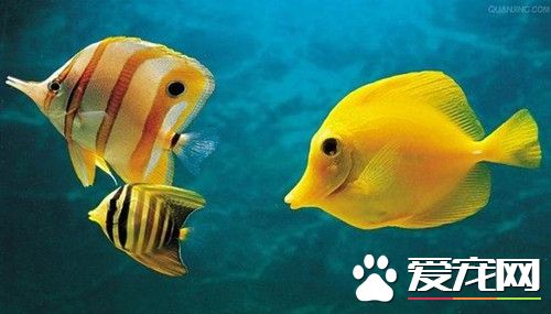 養魚的水怎麼處理 幾種快速處理養魚水的方法