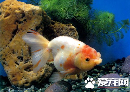 養魚用什麼飼料好 選擇金魚飼料的十大原則