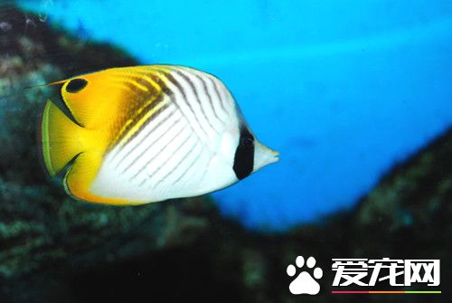 正確的養魚方法 如何在家正確的養魚方法