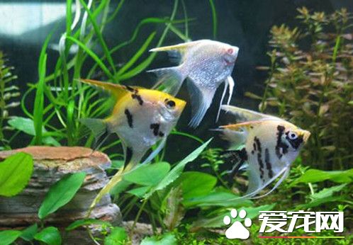 適合養魚的水生植物 水生植物與魚混養搭配