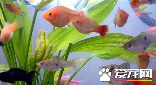 養魚多少天換一次水 換什麼水才合適