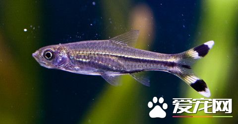 養魚的水需要困幾天 養水和困水是兩個步驟