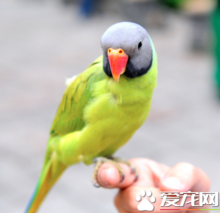 鹦鹉要怎麼養 詳解鹦鹉達人飼養的五大技巧