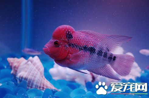 養魚要放鹽嗎 給魚缸加鹽的各種好處