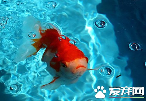養金魚放什麼水草 養魚放水草的好處