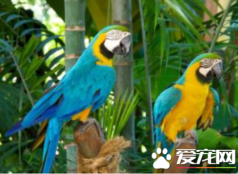 鹦鹉怎麼交配 揭鹦鹉在繁殖期間注意事項