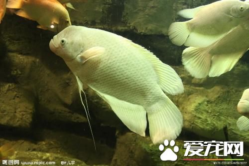 養魚放在什麼位置好 魚缸要針對財位來擺放