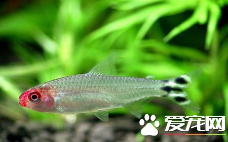 什麼樣的人適合養魚 居家養魚必知的風水禁忌