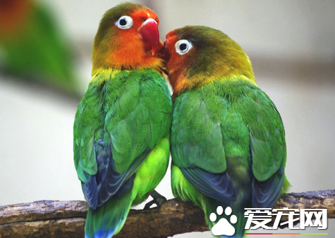 養什麼鹦鹉好 揭四種適合家庭飼養的鹦鹉