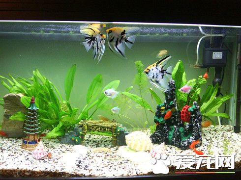 養魚要注意什麼 養魚要注意哪些事項