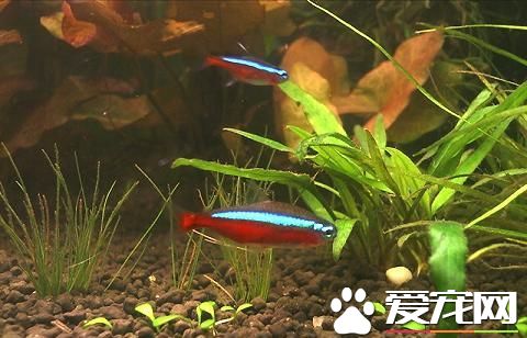 養魚需要注意什麼 新手養魚應該注意的地方