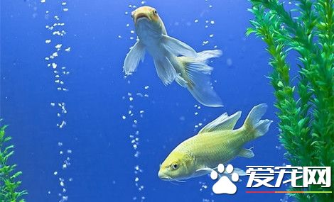 公司養魚有什麼講究 公司養魚需要注意事項