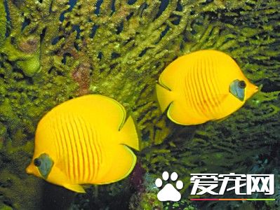 養魚停電怎麼辦 養魚停電時候需要注意地方