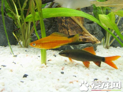 用礦泉水養魚可以嗎 礦泉水養魚需要注意地方