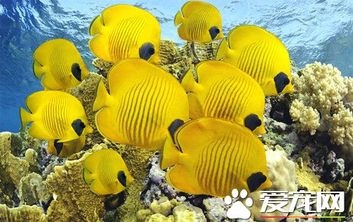 養魚需要哪些設備 飼養觀賞魚需要的設備