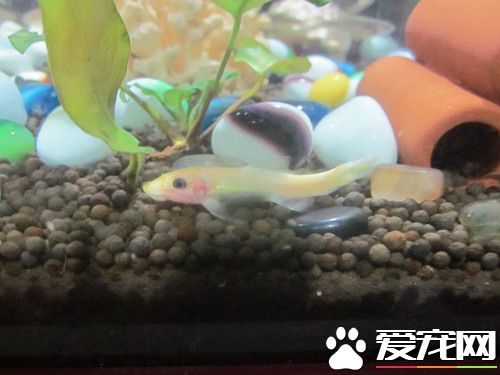 水培植物可以養魚嗎 和水培植物混養注意事項