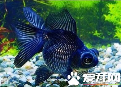 養魚種什麼草好 養金魚用什麼水草比較好