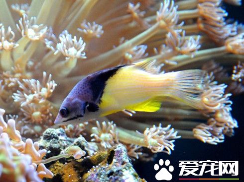 泡沫箱可以養魚嗎 泡沫箱養魚的好處
