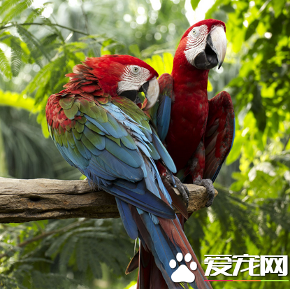 鹦鹉真的會說話嗎 經人教和訓練才能學會