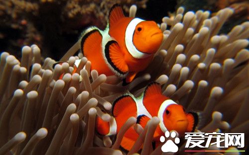 自來水可以直接養魚嗎 自來水養魚注意事項